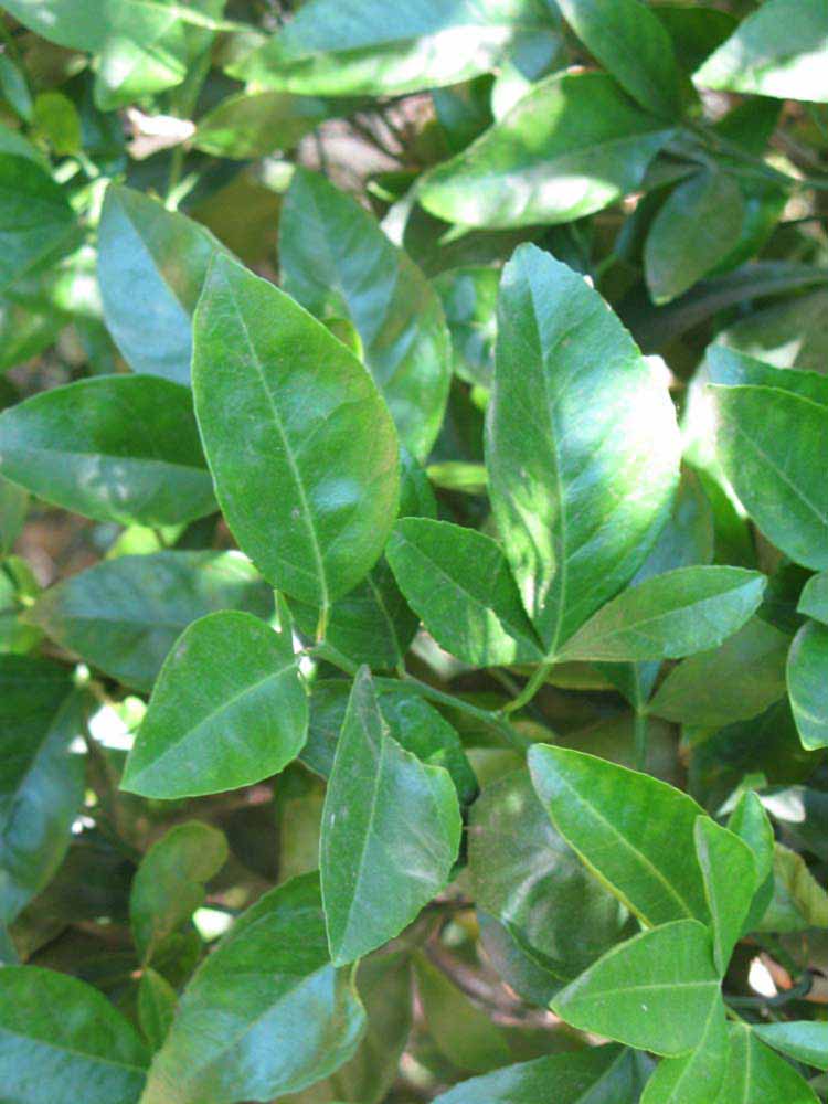              Shade leaves (Riverside, CA)       
